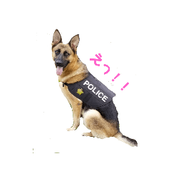 犬の学校 tpdog   警察犬シリーズ
