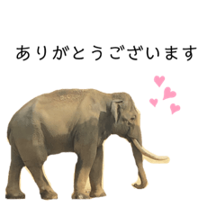 [LINEスタンプ] 動物たちの日常スタンプ！！