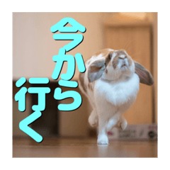 [LINEスタンプ] うさぎのゆきちゃん【ちょい悪版】