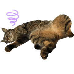 [LINEスタンプ] チビとハクとチャコ