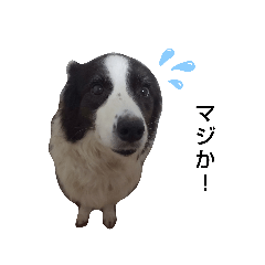 [LINEスタンプ] ぼーだーりりぃ