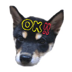 [LINEスタンプ] 黒柴 ごん太