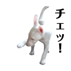 [LINEスタンプ] ブルテリア 牡丹5