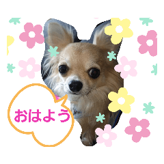 [LINEスタンプ] 癒しのチワタ