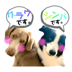 [LINEスタンプ] シンバの愉快な家族‼️ ②