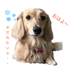 [LINEスタンプ] ツナ＆ぴよ