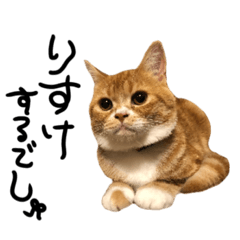 [LINEスタンプ] うちの愉快な猫ちゃん's