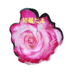 [LINEスタンプ] 素敵な薔薇たち