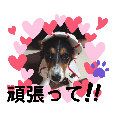 [LINEスタンプ] サナの日常会話3