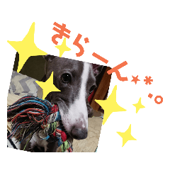 [LINEスタンプ] 愛犬カイトのイタグレスタンプ