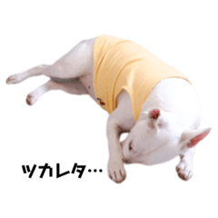 [LINEスタンプ] ブルテリア 牡丹ょん