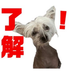[LINEスタンプ] N家のわんにゃんこ
