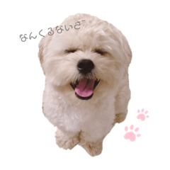 [LINEスタンプ] 茶々丸 気持ち
