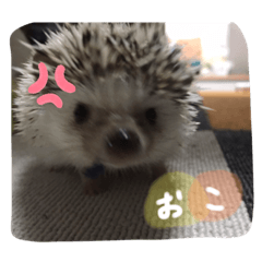 [LINEスタンプ] こまめさん②