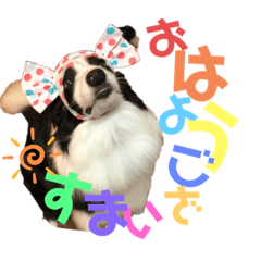 [LINEスタンプ] シンバの愉快な家族