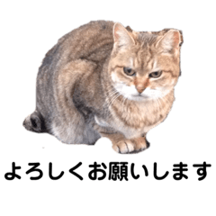 [LINEスタンプ] のらねこのきもち