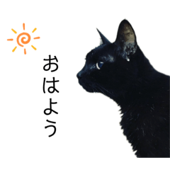 [LINEスタンプ] 黒猫と白猫