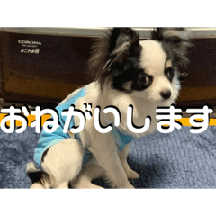 [LINEスタンプ] 実家のアイドルぎん君