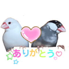 [LINEスタンプ] 桜文鳥と白文鳥のスタンプ