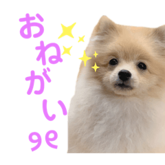 [LINEスタンプ] ポメラニアン ラテくんスタンプ2