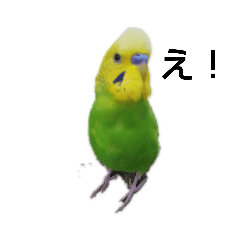 [LINEスタンプ] セキセイインコのヒースケ君