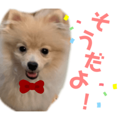 [LINEスタンプ] ポメラニアン ラテくんスタンプ3