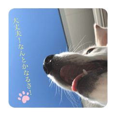 [LINEスタンプ] 大きくなったみるくちゃん