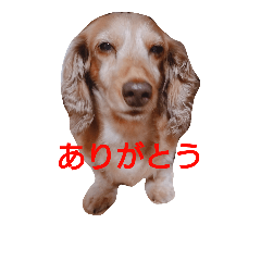 [LINEスタンプ] ちょいぽちゃダックス犬Part2の画像（メイン）
