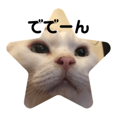 [LINEスタンプ] 灰色猫さんと白猫さん