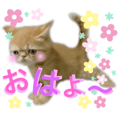 [LINEスタンプ] エキゾチックショートヘア☆八兵衛