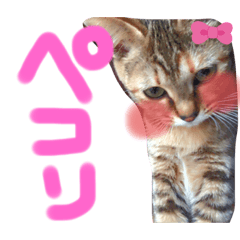 [LINEスタンプ] わっしょいにゃんこ