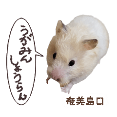 [LINEスタンプ] ハムスターのきゅうちゃん～奄美の島口編