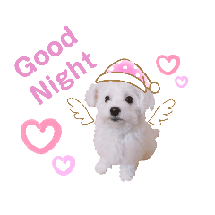 [LINEスタンプ] ビションフリーゼのさつきちゃん