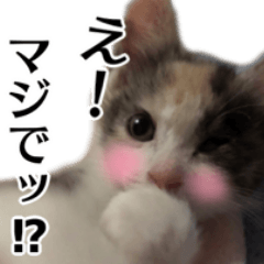 [LINEスタンプ] おてんば「ぽむ」とビビりの「ふぃー」