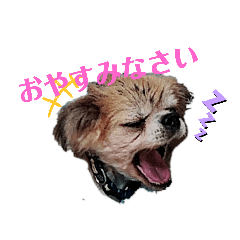 [LINEスタンプ] 愛犬ZEROのスタンプ1