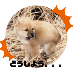 [LINEスタンプ] 柴犬ムック