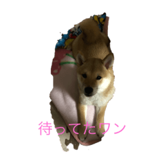 [LINEスタンプ] 豆柴ワン