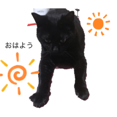 [LINEスタンプ] 黒猫こおちゃんスタンプ