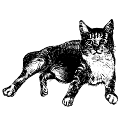 [LINEスタンプ] 猫人間 同居人バージョン