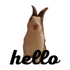[LINEスタンプ] kokko_a(2)