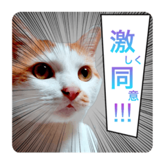 [LINEスタンプ] いぬ猫くうわん part.6 漫画世界