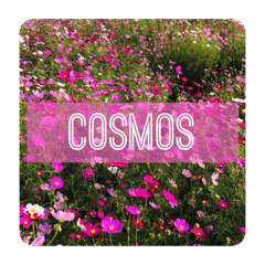 Cosmos〔秋桜〕