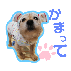 [LINEスタンプ] ロッキーpart1