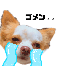[LINEスタンプ] のあのあのあちゃん
