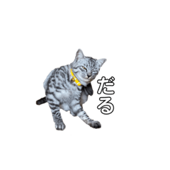 [LINEスタンプ] ねこのうなぎスタンプ(大)