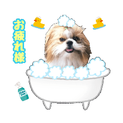 [LINEスタンプ] シーズー★メロディーファミリー