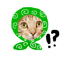 [LINEスタンプ] 猫の日常と会話