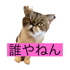 [LINEスタンプ] 吾輩のぬこ