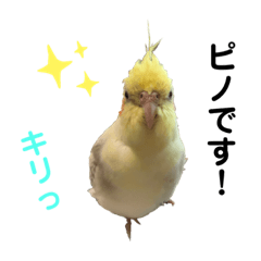 [LINEスタンプ] オカメインコのピノ vol.3