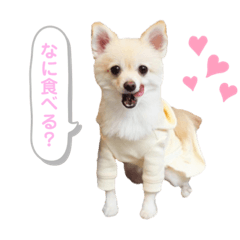 [LINEスタンプ] ポメラニアンのくーちゃん2